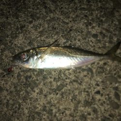 アジもサイズがダウン